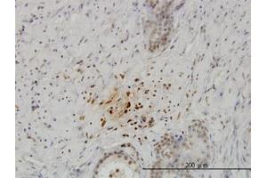 Image no. 1 for anti-Kisspeptin (KISS1) (AA 46-146) antibody (ABIN598771) (KISS1 antibody  (AA 46-146))