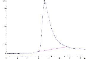 The purity of Human B7-H5 is greater than 95 % as determined by SEC-HPLC. (VTCN1 Protein (AA 33-194) (His tag))