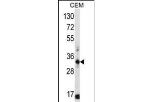 FFAR1 Antibody (C-term) (ABIN656336 and ABIN2845636) western blot analysis in CEM cell line lysates (35 μg/lane). (FFAR1 antibody  (C-Term))