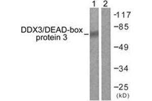 Western blot analysis of extracts from HepG2 cells, using DDX3/DEAD-box Protein 3 (Ab-322) Antibody. (DDX3 antibody  (AA 466-515))