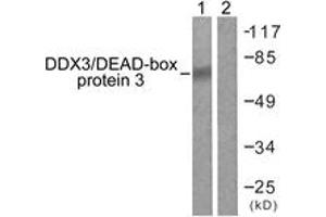 Western blot analysis of extracts from HepG2 cells, using DDX3/DEAD-box Protein 3 (Ab-322) Antibody. (DDX3 antibody  (AA 466-515))