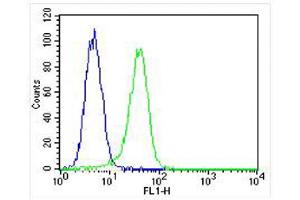 Overlay histogram showing A549 cells stained with (ABIN650693 and ABIN2839113) (green line). (PROX1 antibody  (AA 492-520))