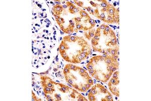 (ABIN6244025 and ABIN6578318) staining TST in human kidney tissue sections by Immunohistochemistry (IHC-P - paraformaldehyde-fixed, paraffin-embedded sections). (TST antibody  (AA 170-203))