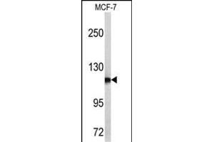 Western blot analysis of PSA antibody (C-term) (ABIN390478 and ABIN2840843) in MCF-7 cell line lysates (35 μg/lane). (Prostate Specific Antigen antibody  (C-Term))