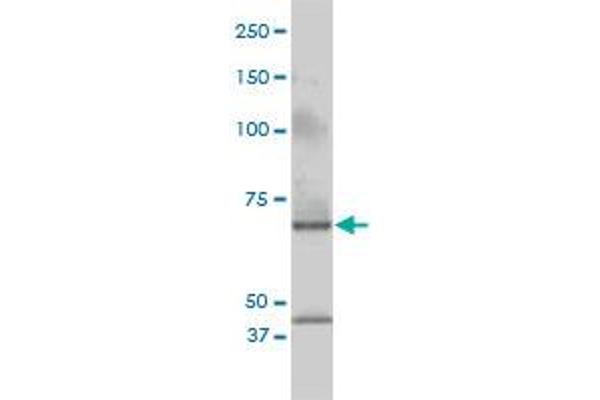 CSTF2 antibody  (AA 1-577)