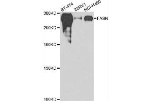 Western blot analysis of extracts of various cell lines, using FASN antibody. (Fatty Acid Synthase antibody)