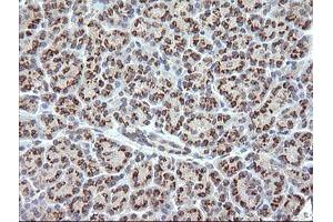 Image no. 1 for anti-RAB21, Member RAS Oncogene Family (RAB21) antibody (ABIN1500545) (RAB21 antibody)