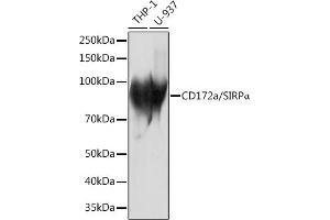 Western blot analysis of extracts of various cell lines, using CD172a/SIRPα Rabbit mAb (ABIN7270316) at 1:1000 dilution. (SIRPA antibody)