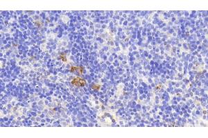 Detection of PR3 in Mouse Spleen Tissue using Polyclonal Antibody to Proteinase 3 (PR3) (PRTN3 antibody  (AA 24-249))