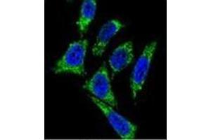 Confocal immunofluorescent analysis of Midkine Antibody (C-term) Cat. (Midkine antibody  (C-Term))