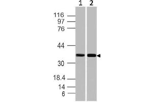 Image no. 1 for anti-Secreted Protein, Acidic, Cysteine-Rich (Osteonectin) (SPARC) (AA 1-250) antibody (ABIN5027539) (SPARC antibody  (AA 1-250))