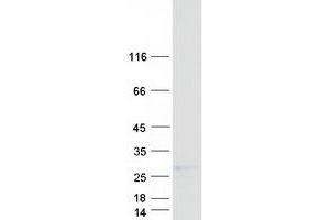 Validation with Western Blot (RNASE1 Protein (Transcript Variant 1) (Myc-DYKDDDDK Tag))