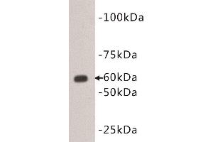 Western Blotting (WB) image for anti-CD80 (CD80) (Extracellular) antibody (ABIN2843522) (CD80 antibody  (Extracellular))
