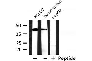 Western Blotting (WB) image for anti-Keratin 18 (KRT18) (C-Term) antibody (ABIN6262779)