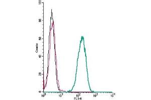 Cell surface detection of CXCR2 by indirect flow cytometry in live intact human  monocytic leukemia cells: + goat-anti-rabbit-FITC. (CXCR2 antibody  (Extracellular))