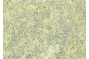 ABIN6276791 at 1/100 staining Mouse liver tissue by IHC-P. (Fetuin A antibody  (C-Term))