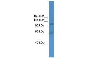 UBA6 antibody used at 0.
