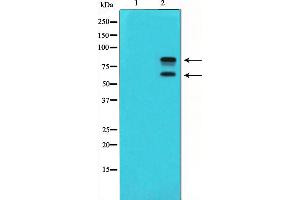 Western blot analysis of MDM2 phosphorylation expression in COS7 whole cell lysates,The lane on the left is treated with the antigen-specific peptide. (MDM2 antibody  (pSer166))