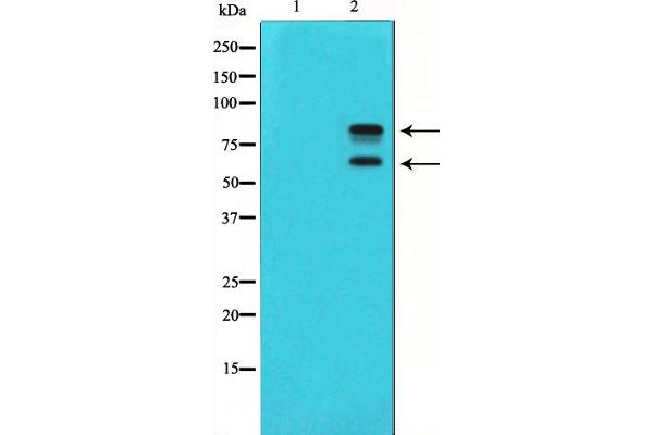 MDM2 抗体  (pSer166)