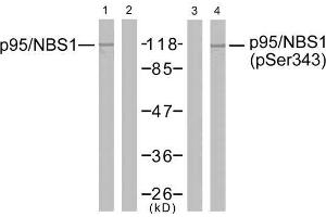 Western blot analysis of extracts from Jurkat cells using p95/NBS1 (Ab-343) antibody (E021058, Lane 1 and 2) and p95/NBS1 (phospho-Ser343) antibody (E011057, Lane 3 and 4). (Nibrin antibody  (pSer343))