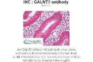 Image no. 1 for anti-UDP-N-Acetyl-alpha-D-Galactosamine:polypeptide N-Acetylgalactosaminyltransferase 7 (GalNAc-T7) (GALNT7) (full length) antibody (ABIN1734565) (GALNT7 antibody  (full length))