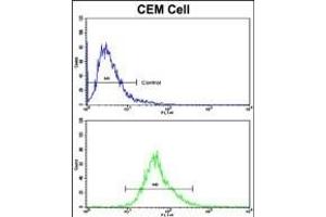 Flow cytometric analysis of CEM cells using KLRD1 Antibody (N-term)(bottom histogram) compared to a negative control cell (top histogram). (CD94 antibody  (N-Term))