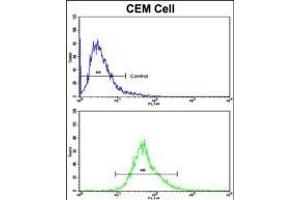 Flow Cytometry (FACS) image for anti-Killer Cell Lectin-Like Receptor Subfamily D, Member 1 (KLRD1) (AA 31-57), (N-Term) antibody (ABIN652571)