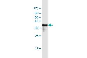 Western Blot detection against Immunogen (36. (SSX1 antibody  (AA 89-188))