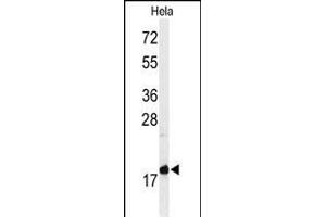 Western blot analysis of GT1 Antibody (C-term) (ABIN650929 and ABIN2839998) in Hela cell line lysates (35 μg/lane). (MMGT1 antibody  (C-Term))