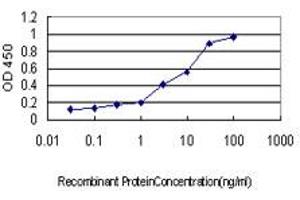 Detection limit for recombinant GST tagged NFX1 is approximately 0. (NFX1 antibody  (AA 981-1080))