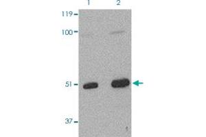 Western Blot (Cell lysate) analysis of L1210 cells with 2 ug/mL TARDBP polyclonal antibody .