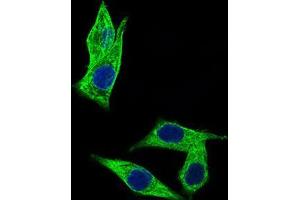 Immunofluorescence analysis of HepG2 cells using C17ORF53 mouse mAb (green). (C17orf53 antibody  (AA 282-527))