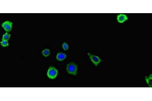 Immunofluorescent analysis of HepG2 cells using ABIN7156438 at dilution of 1:100 and Alexa Fluor 488-congugated AffiniPure Goat Anti-Rabbit IgG(H+L) (ITGA4 antibody  (AA 376-558))