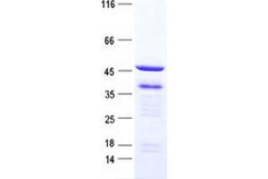 Validation with Western Blot (GATA1 Protein (His tag))