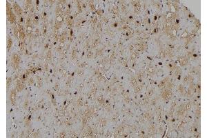 ABIN6266170 and ABIN6277192 at 1/100 staining Human heart tissue by IHC-P. (Histone 3 antibody  (H3K4me1))