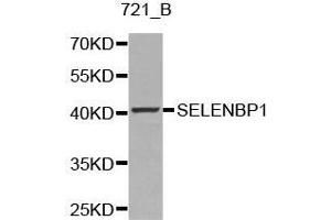 Western blot analysis of 721_B cell lysate using SELENBP1 antibody.