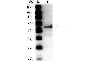 Western Blot of Rabbit anti-Aldehyde Dehydrogenase (yeast) Antibody Peroxidase Conjugated. (Aldehyde Dehydrogenase antibody  (HRP))