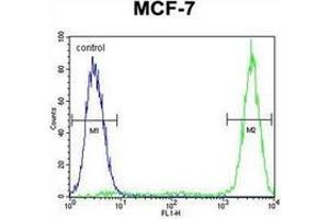 Flow cytometric analysis of MCF-7 cells using GALNS Antibody (Center) Cat.