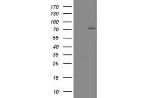 Western Blotting (WB) image for anti-CCR4-NOT Transcription Complex Subunit 4 (CNOT4) (AA 190-455) antibody (ABIN1491104) (CNOT4 antibody  (AA 190-455))