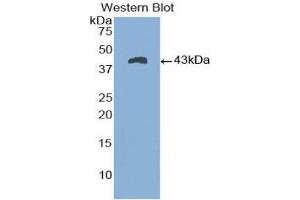 Western Blotting (WB) image for anti-Natriuretic Peptide A (NPPA) (AA 25-123) antibody (ABIN1172605) (NPPA antibody  (AA 25-123))