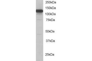 ABIN184774 staining (0. (KIF5B antibody  (C-Term))