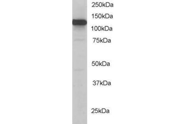 KIF5B antibody  (C-Term)