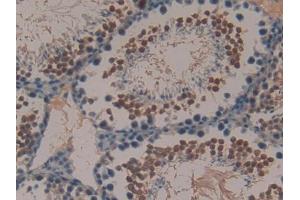 DAB staining on IHC-P; Samples: Mouse Testis Tissue (Peptide YY antibody  (AA 30-98))