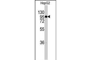 Western blot analysis of CHRD polyclonal antibody  in HepG2 cell line lysates (35 ug/lane). (Chordin antibody  (C-Term))