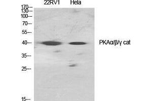 Western Blot (WB) analysis of specific cells using PKAalpha/beta/gamma cat Polyclonal Antibody. (PKAalpha/beta/gamma Cat (Ser1101) antibody)