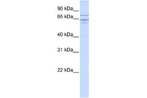 EDEM1 antibody used at 1 ug/ml to detect target protein. (EDEM1 antibody  (N-Term))