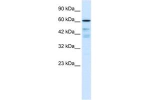 Western Blotting (WB) image for anti-Cell Division Cycle 25 Homolog B (S. Pombe) (CDC25B) antibody (ABIN2463679) (CDC25B antibody)