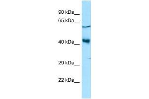 WB Suggested Anti-YY2 Antibody Titration: 1.