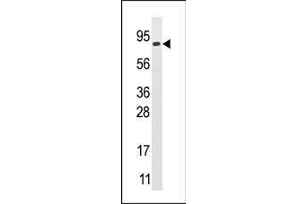 GCS1 antibody  (N-Term)