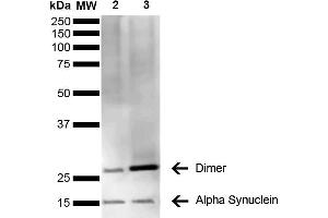 Western Blot analysis of Human Brain showing detection of 14 kDa Alpha Synuclein protein using Mouse Anti-Alpha Synuclein Monoclonal Antibody, Clone 3C11 (ABIN5564057). (SNCA antibody  (Atto 594))
